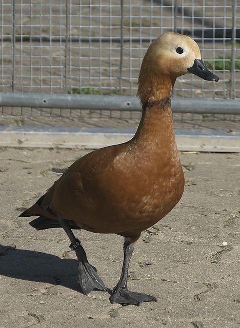 高榮譽