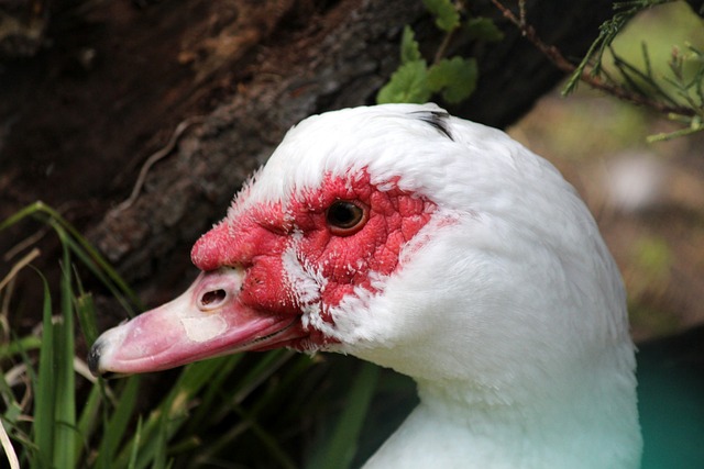 加盟利雅得 加盟利雅得